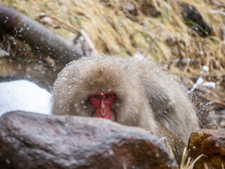Adult Japanese macaque hides behind a rock 1