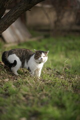 Naklejka na ściany i meble Big tricolor cat in collar walk on the green grass in spring