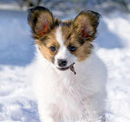 portrait of a papillon dog