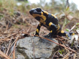 rana, anfíbio, animal, naturaleza, salamandra, verde, fauna, sapa, reptilia, césped, fuego,...