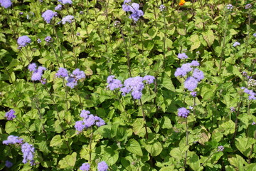 Foliage and lavender colored flowers of Ageratum houstonianum in July