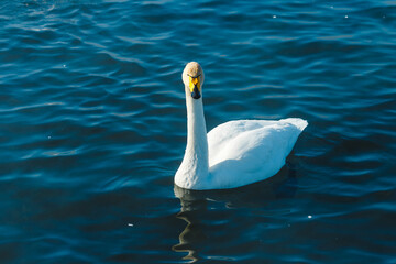 Swan swimming in water in a lake