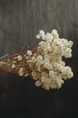 fluffy dried flowers
