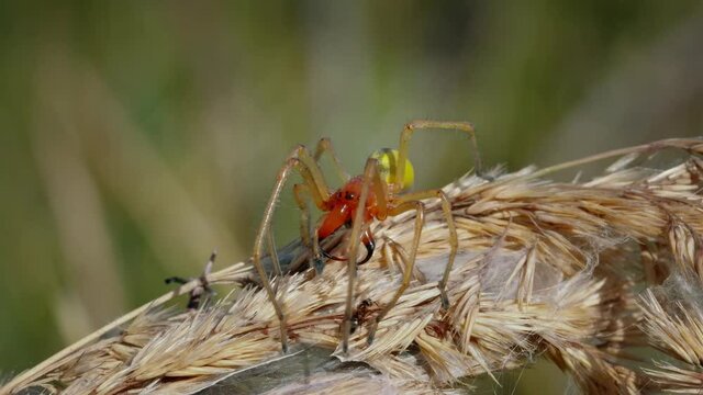 European venomous yellow sac spider Cheiracanthium punctorium fighting an ant