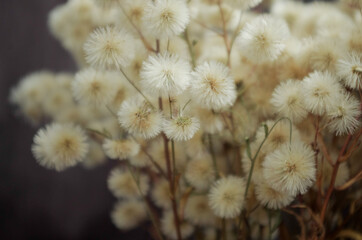 fluffy dried flowers