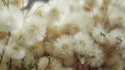 fluffy dried flowers
