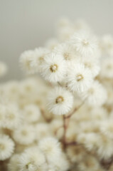 fluffy dried flowers