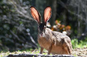 Black Tailed Jack Rabbit Portrait In Northern California 