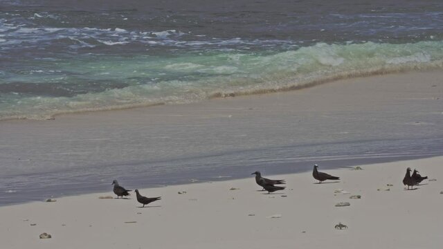 Brown Noddy or Common Noddy (Anous stolidus)