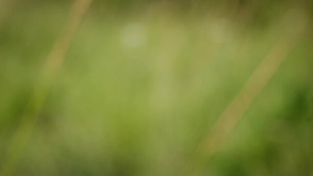 European venomous yellow sac spider Cheiracanthium punctorium panning shot