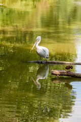 Naklejka na ściany i meble White pelican on the lake close up