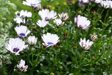 Spanish marguerite dasies flowering in a garden