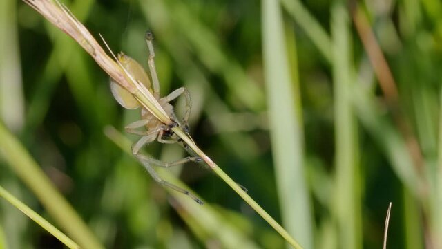 European venomous yellow sac spider Cheiracanthium punctorium female
