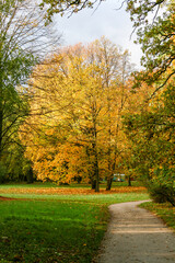 Fototapeta na wymiar Yellow autumn trees in the park