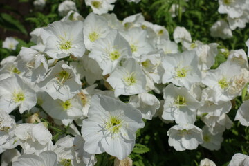 Mexican primrose with lots of white flowers in June