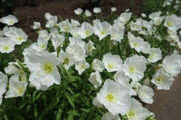 Not a few white flowers of Oenothera speciosa in May