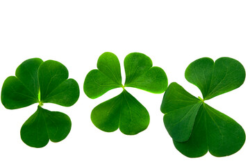 green clover leaves isolated on white background. St.Patrick 's Day