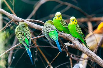 Green parrots sit on a branch