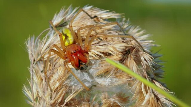 European venomous yellow sac spider Cheiracanthium punctorium attacking man