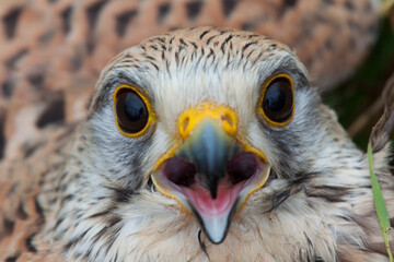 Bird of prey closeup