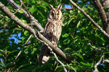 owl on a branch