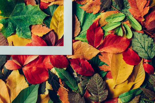 Colorful autumn leaves background with white frame in the corner.
Colors of the fall - different leaves in all colors. Gradient of colorful leaves with space for text and geometric shape, top view