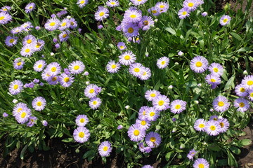 Mauve flower heads of Erigeron speciosus in June