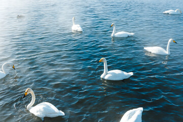 Swans in the sun swimming in water in a lake