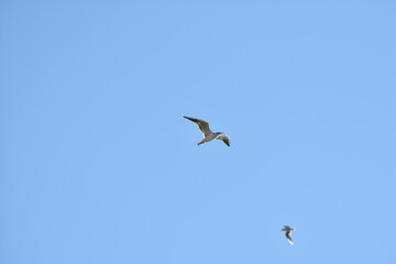 seagull flies across the blue sky