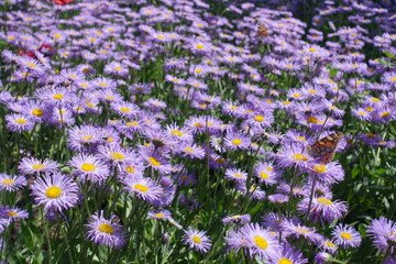 Multicolored butterfly on violet flowers of Erigeron speciosus in June