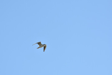 seagull flies across the blue sky