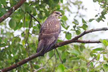 red tailed hawk on branch