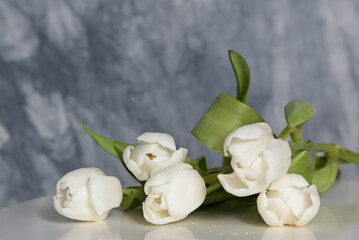 White tulips on the white table with bluish background
