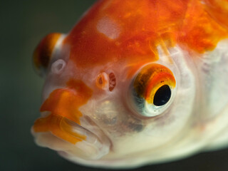 A goldfish with red and white.