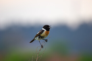 great spotted woodpecker
