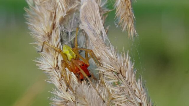 European venomous yellow sac spider Cheiracanthium punctorium
