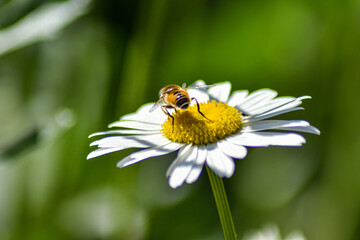 wasp sits on a daisy in the garden