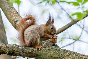 Squirrel sits on a branch and gnaws nuts
