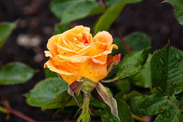 Summer blossoming roses flowers with raindrops