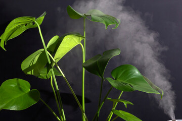 Monstera houseplant wetting leaves. Care plants, hobby. Indoor home garden