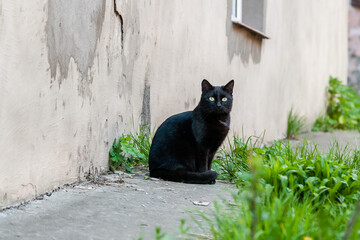 Fototapeta na wymiar Beautiful black cat with green eyes