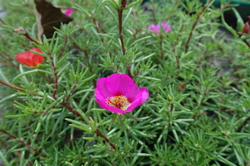 Vibrant pink and red flowers of Portulaca grandiflora in July
