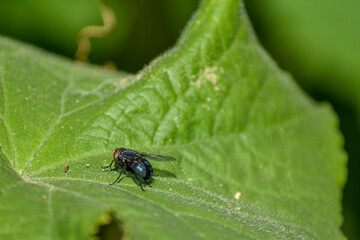 fly sits on a leaf of a flower
