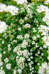White flowers of spiraea nipponica spring background
