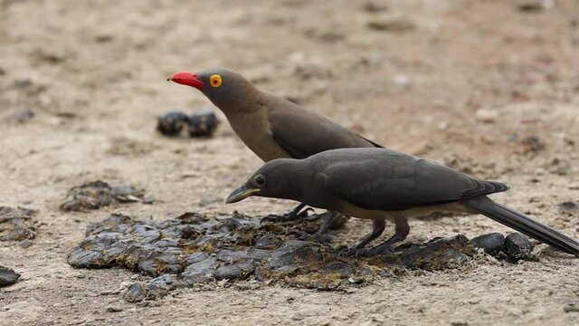 red-billed oxpecker - adult and Juvenile