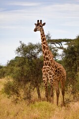 view of giraffe in the savannah