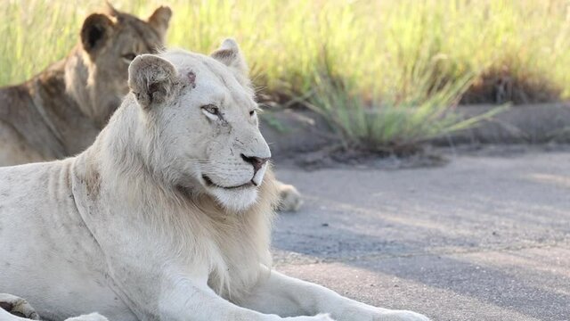 White lion in Kruger National Park