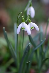 Galanthus - Snowdrops in the bed as a close up