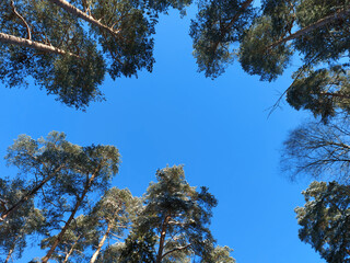 A view from below of the treetops against a clear blue sky on a frosty winter day.