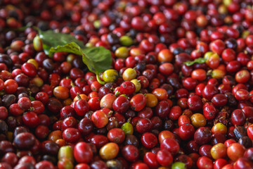 Close up of fresh red raw coffee beans and .Coffee leaves